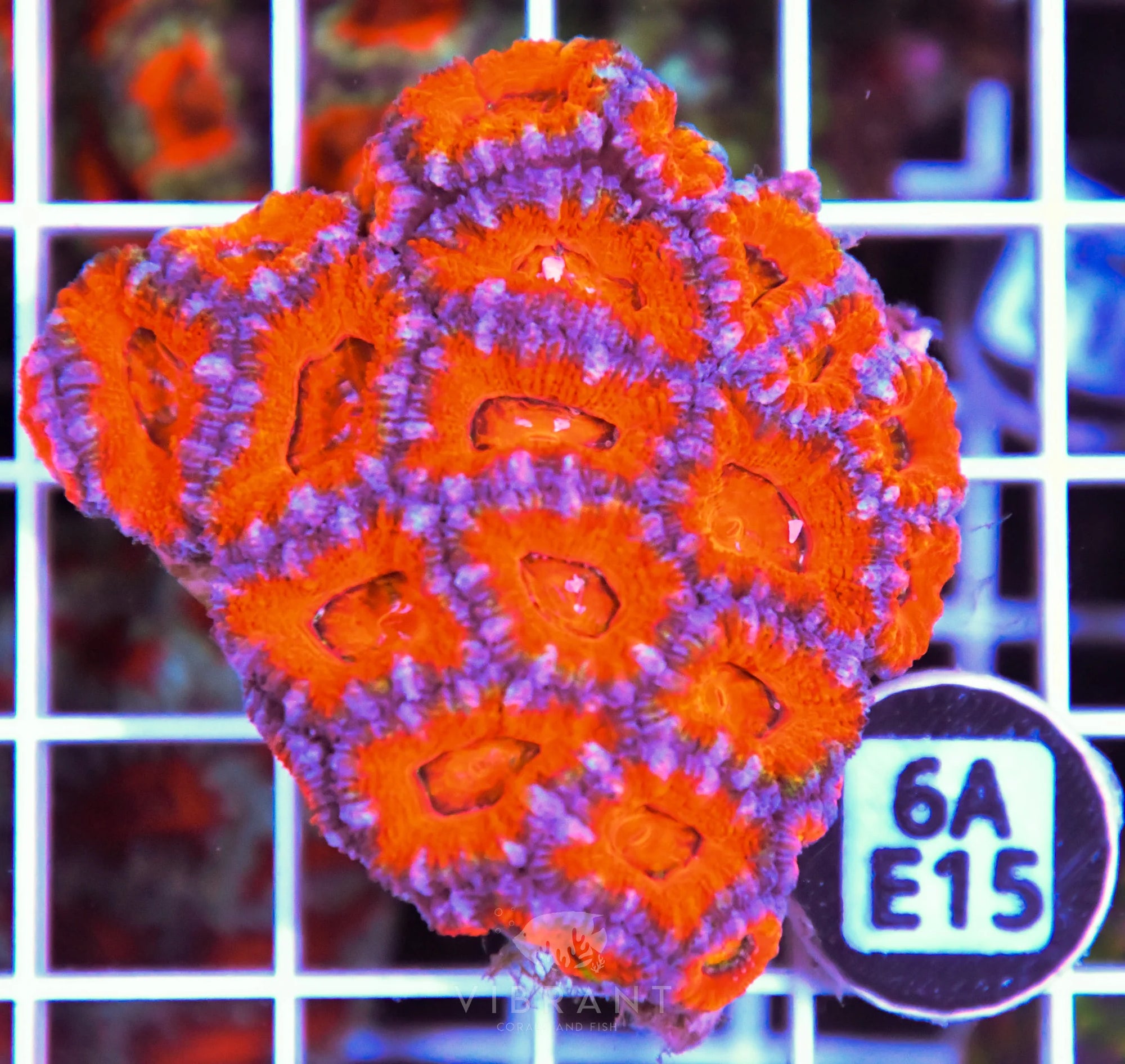 Acan Lord AUS