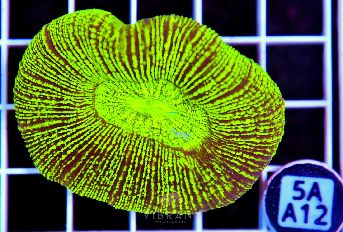 Trachy Neon AUS