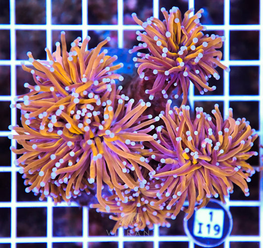 Torch INDO