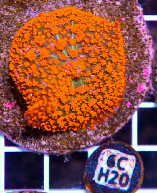 Mushroom INDO