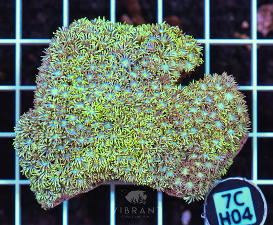 Goniopora WAUS