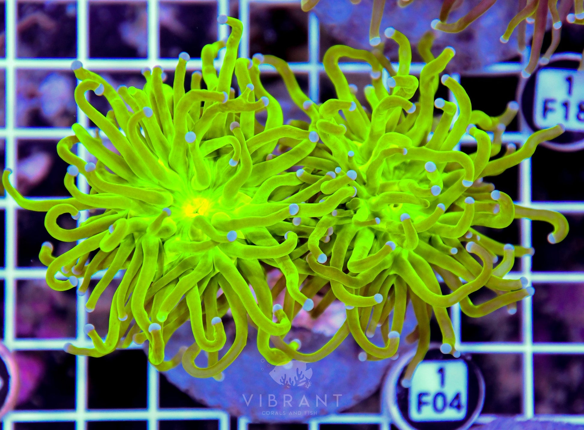 Torch INDO