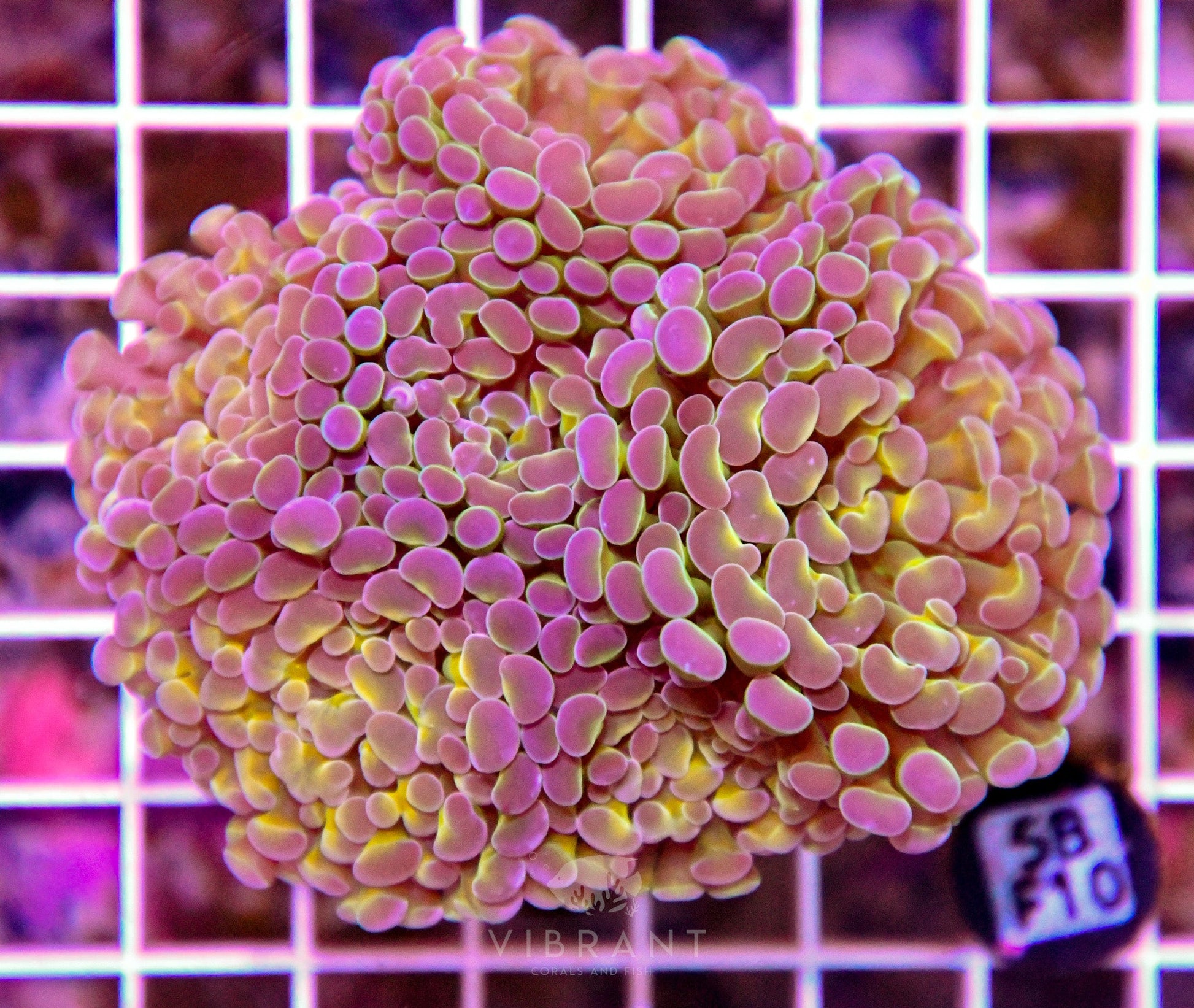 Hammer Branching INDO