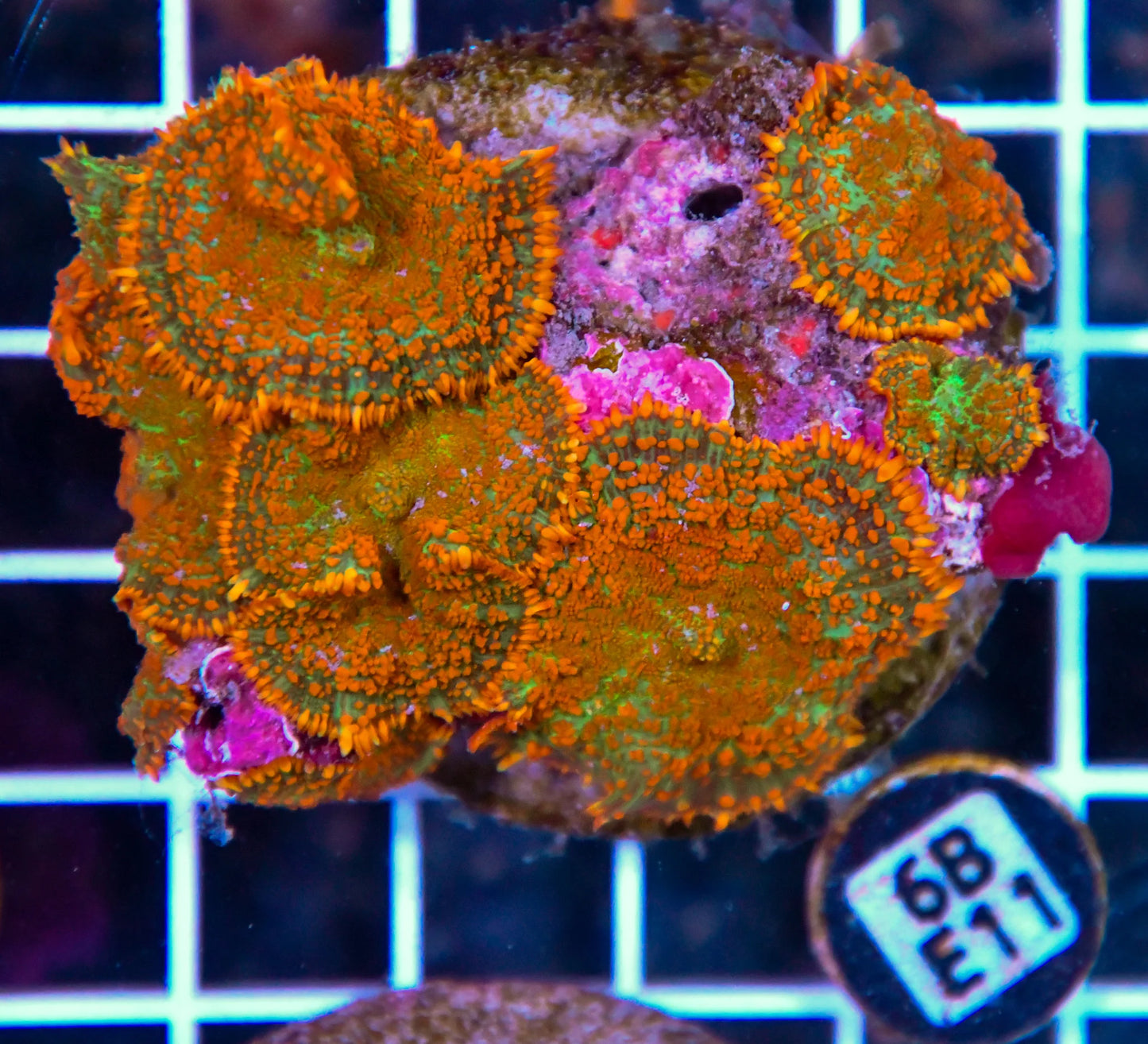 Mushroom INDO