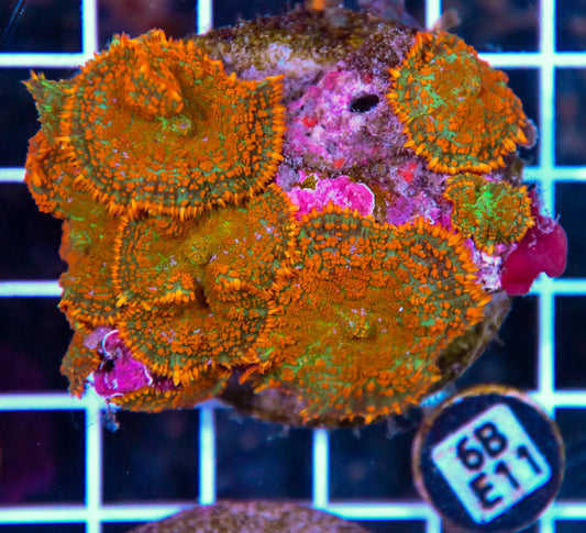 Mushroom INDO