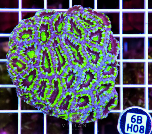 Acan Lord AUS