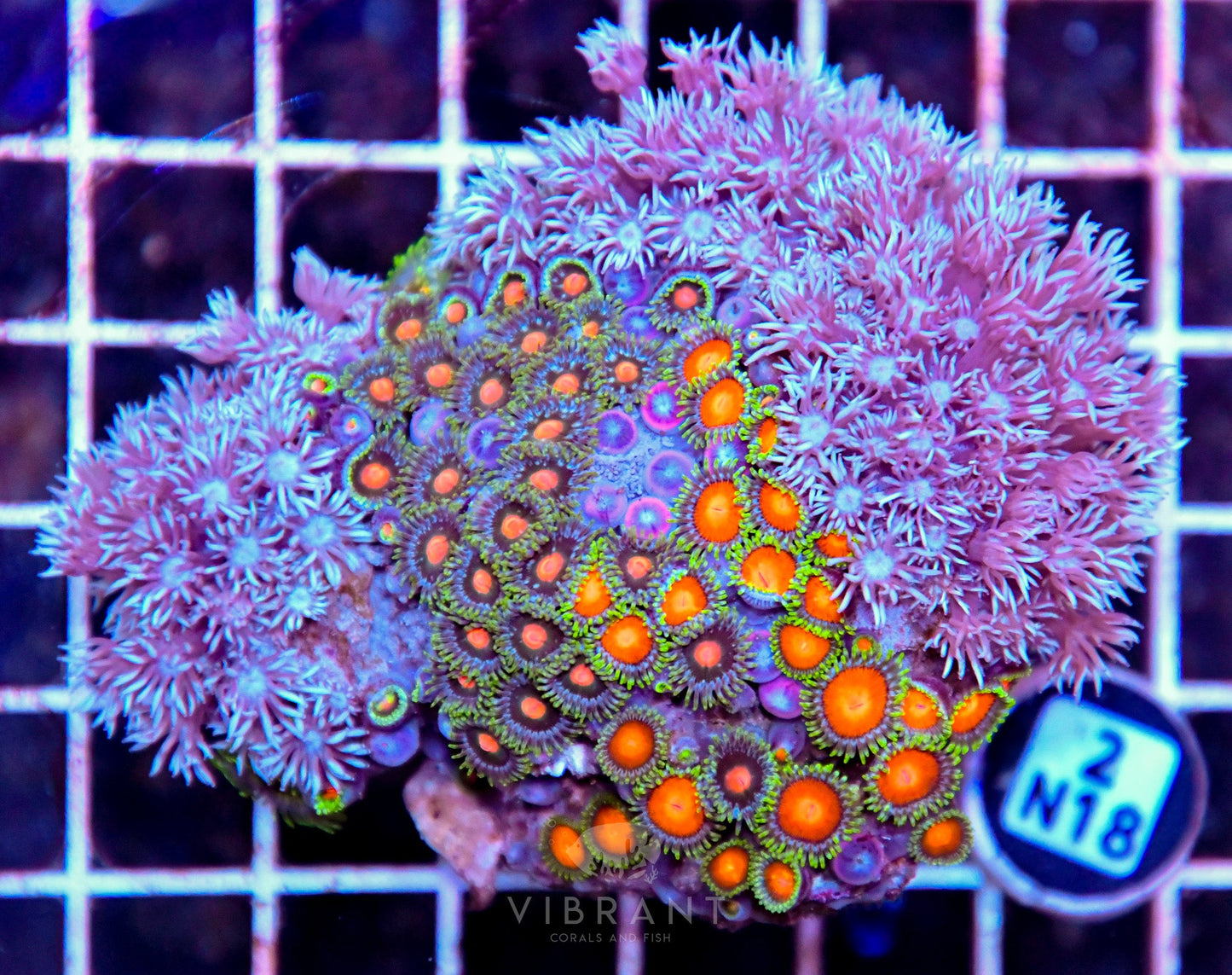 Zoa AUS