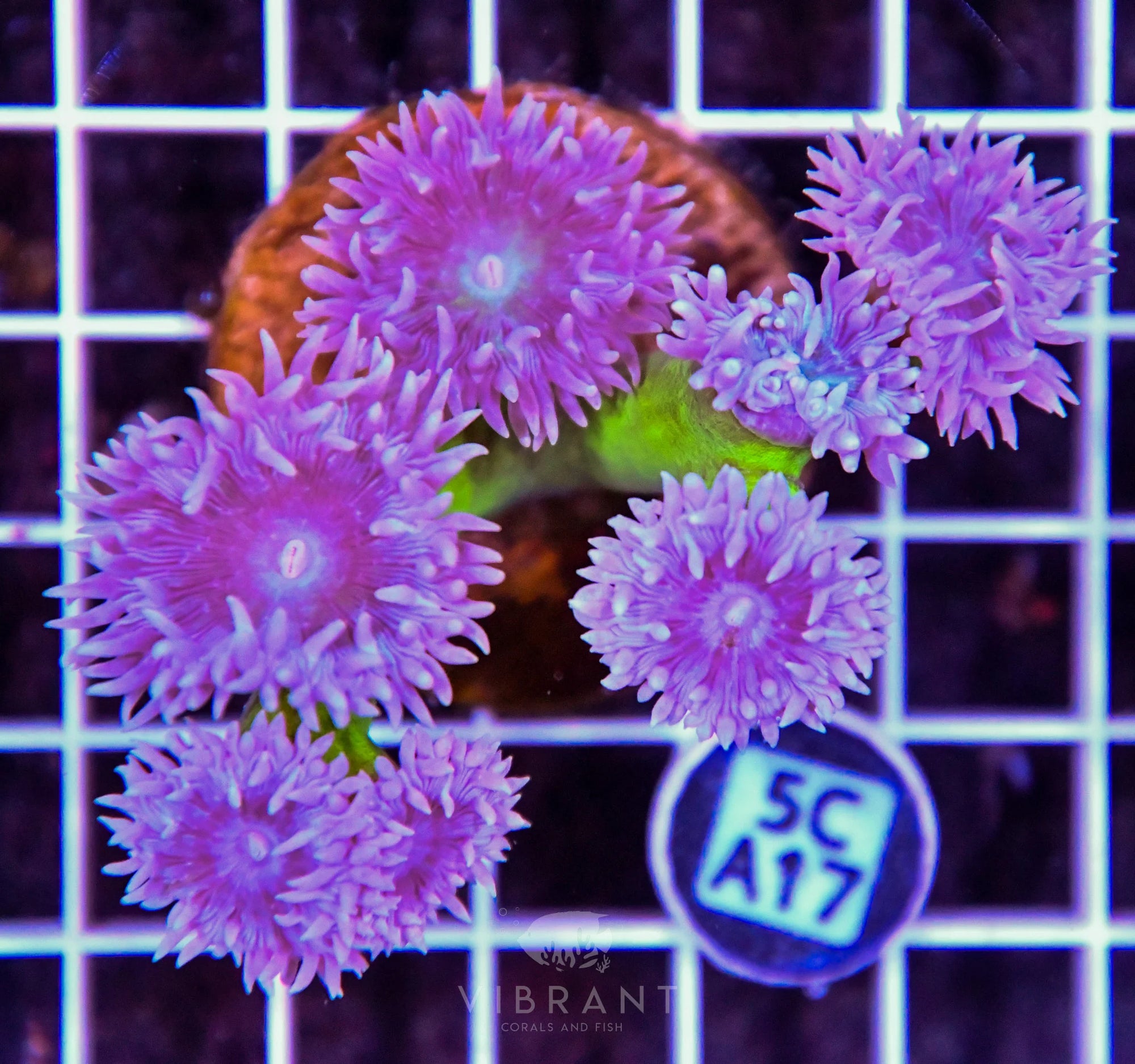 Duncun Polyp Colony AUS