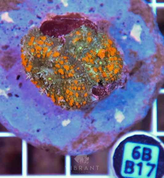 Mushroom INDO