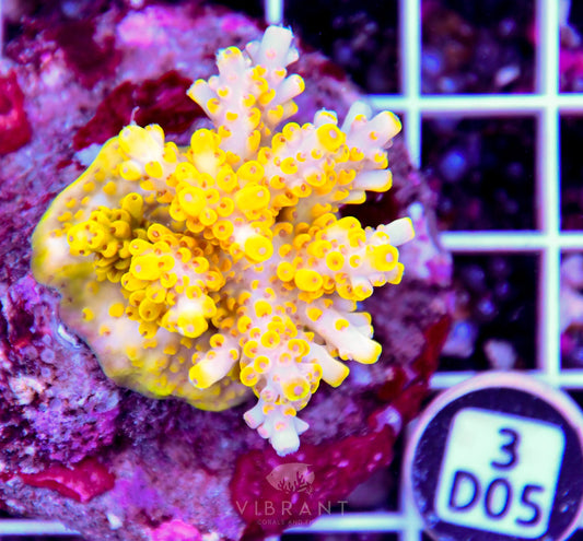 Acro INDO