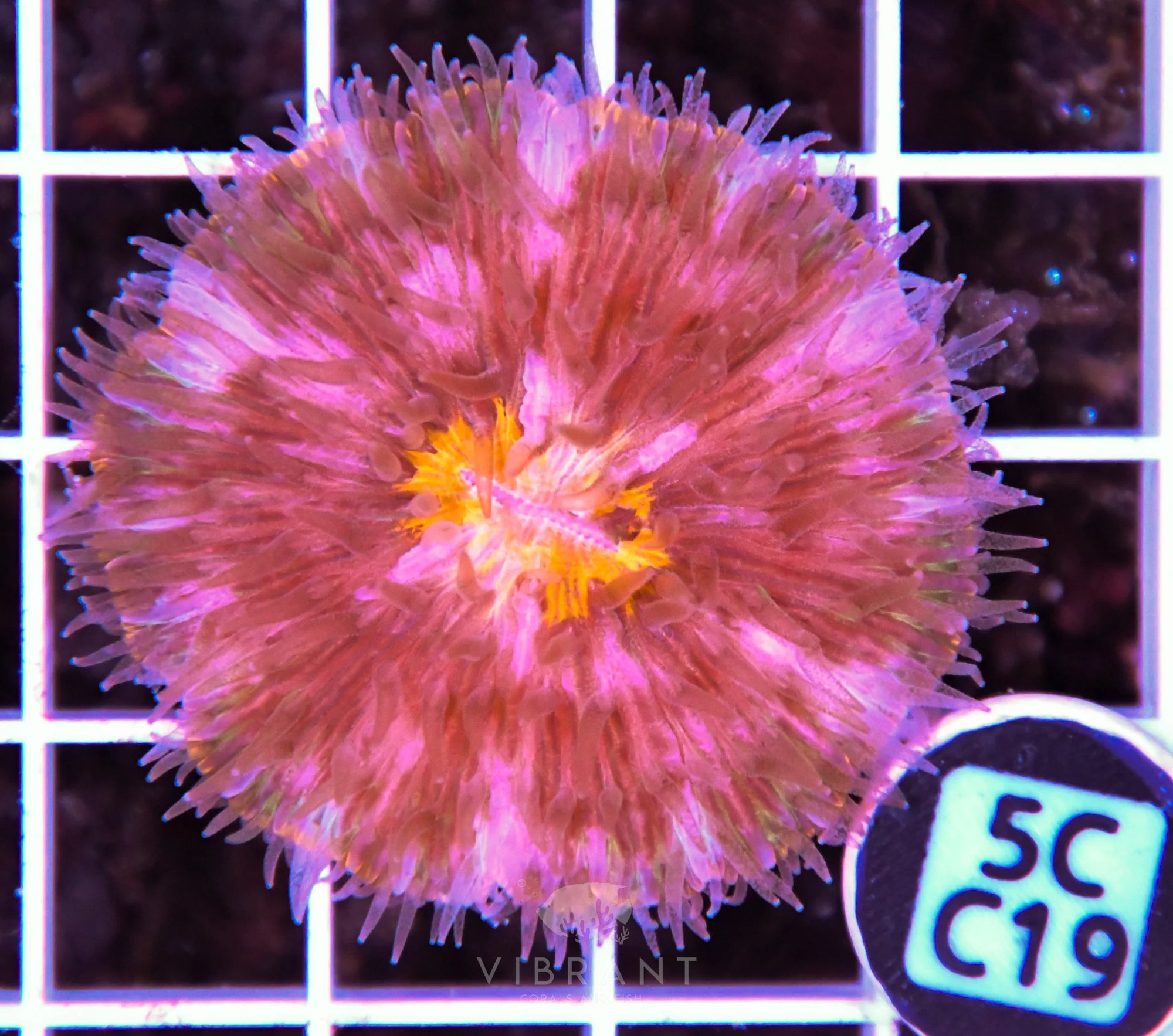 Fungia ORANGE AUS