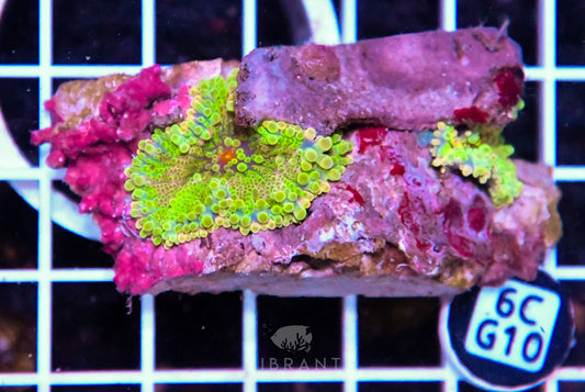 Mushroom INDO W