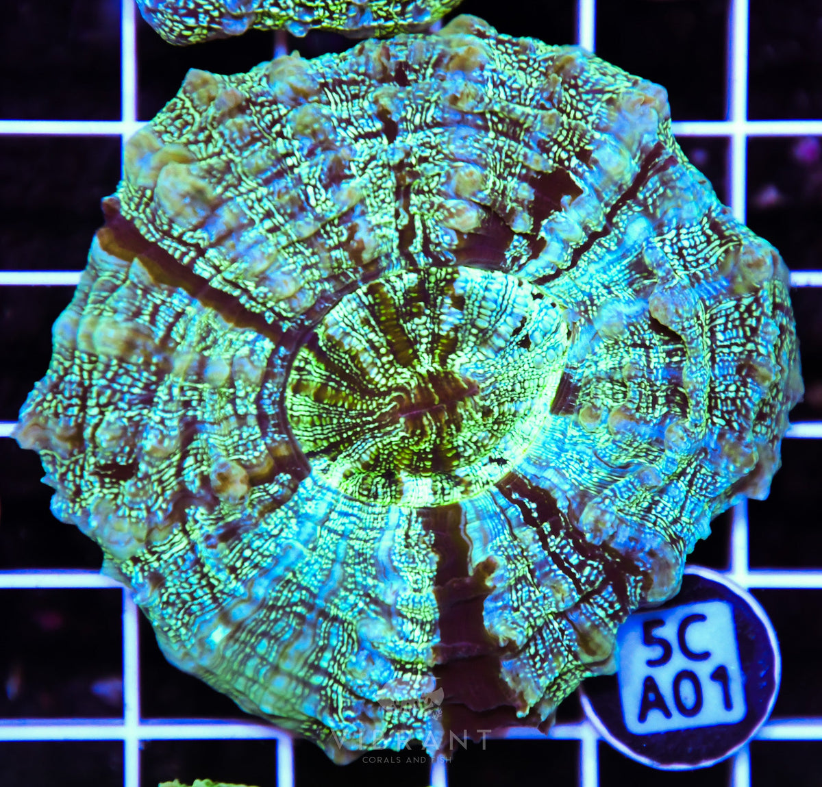 Acanthophyllia AUS