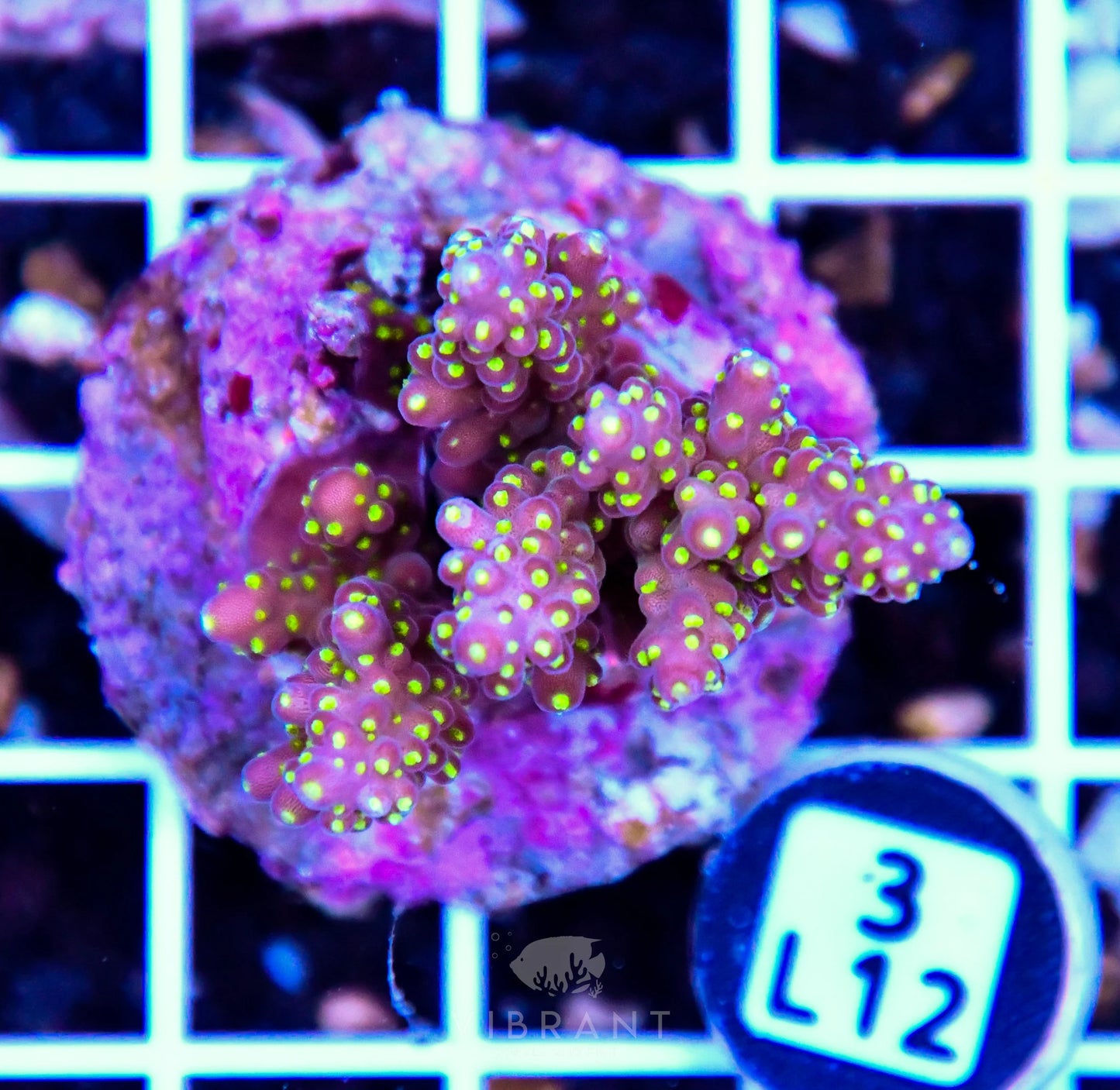 Acro Tiny INDO