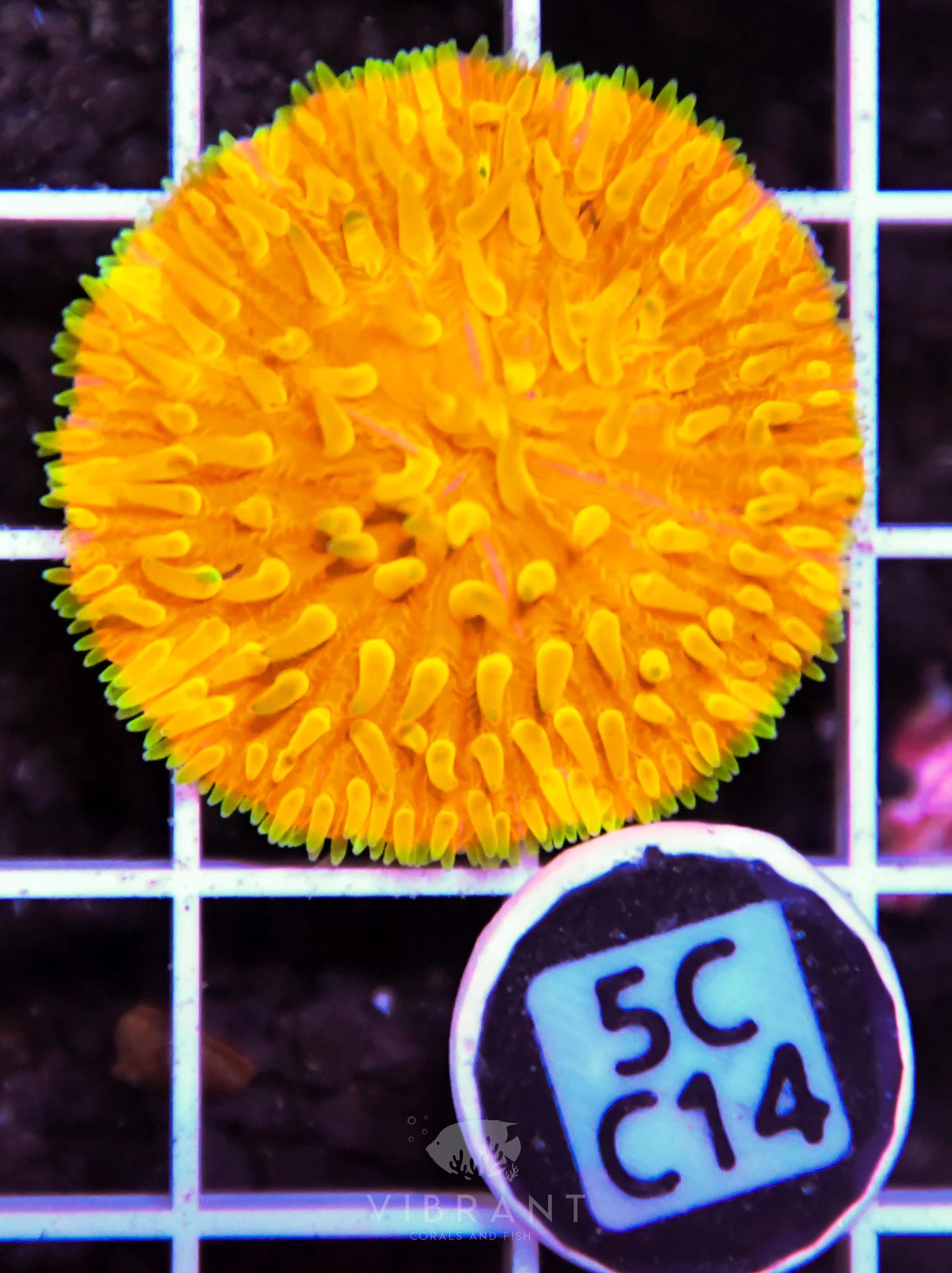 Fungia ORANGE AUS