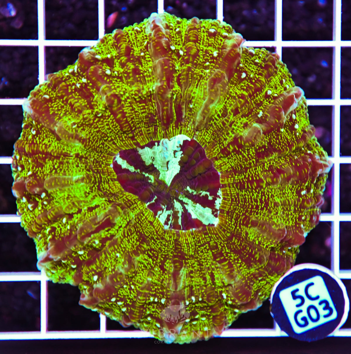 Acanthophyllia AUS