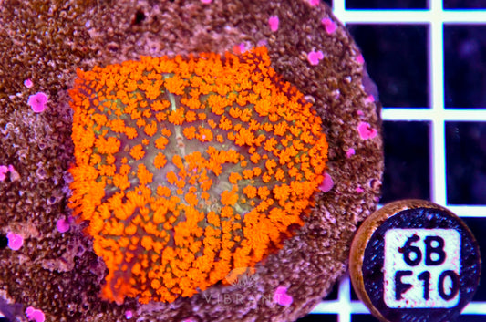 Mushroom INDO
