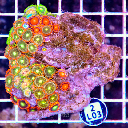 Zoa AUS
