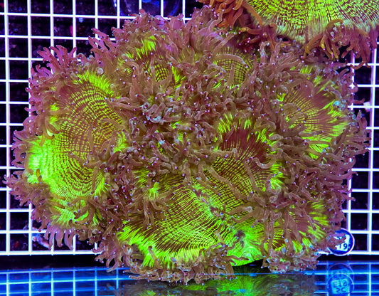 Elegance Wall AUS