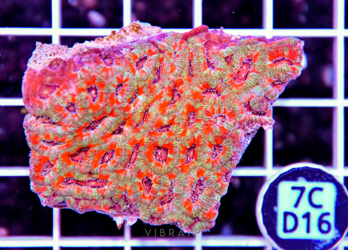 Micromussa INDO