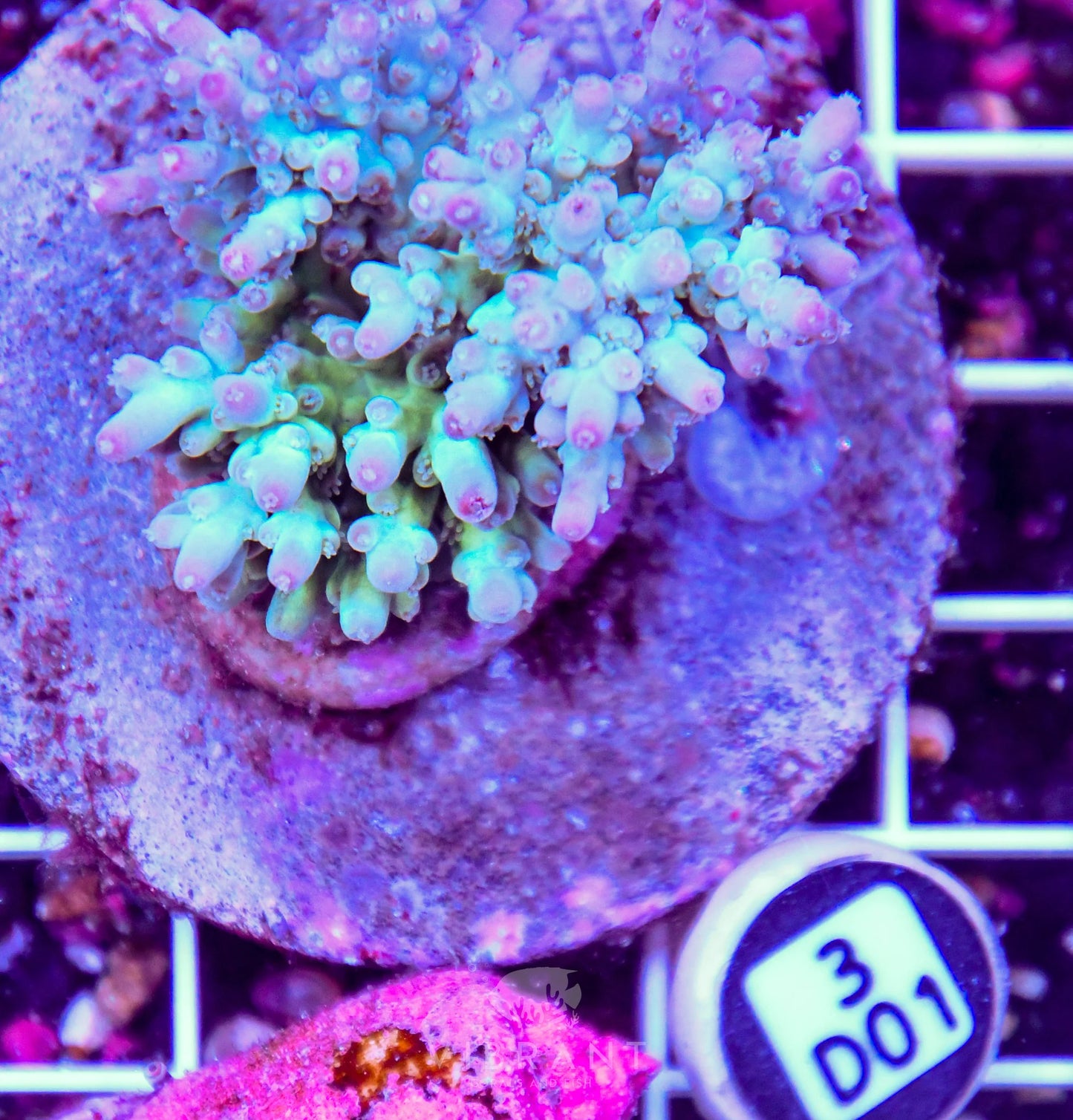 Acro INDO