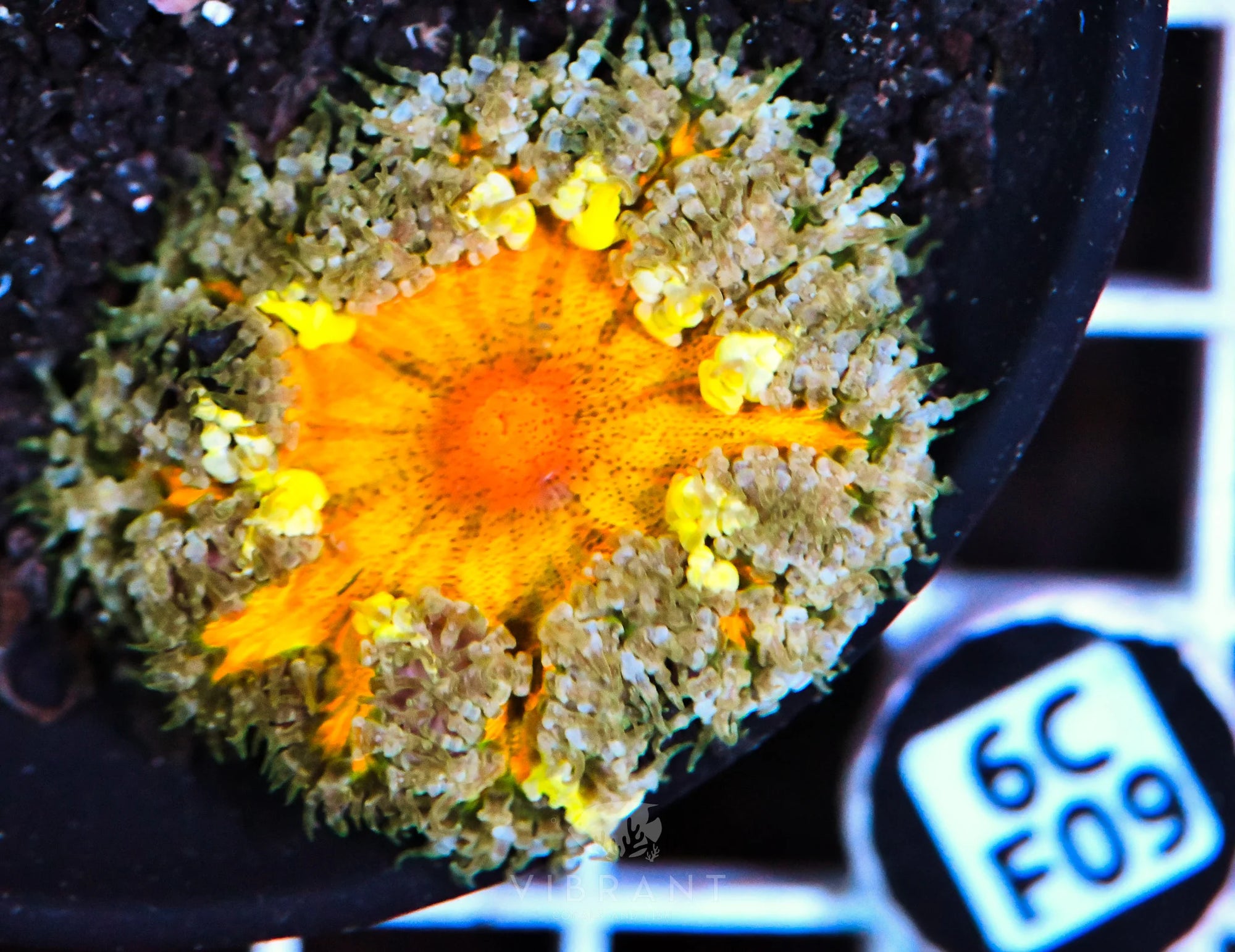 Rock Flower Anemone