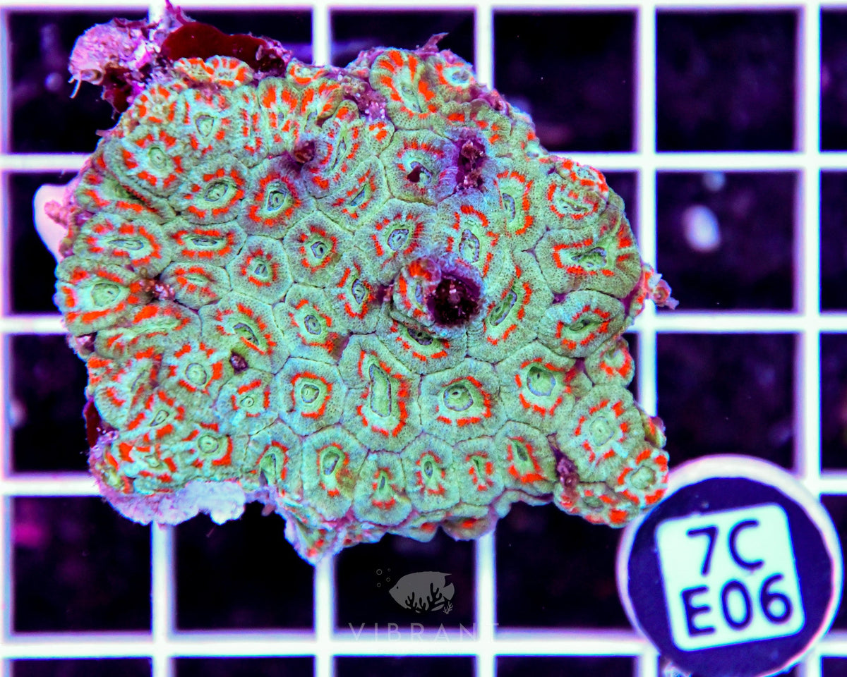 Micromussa INDO