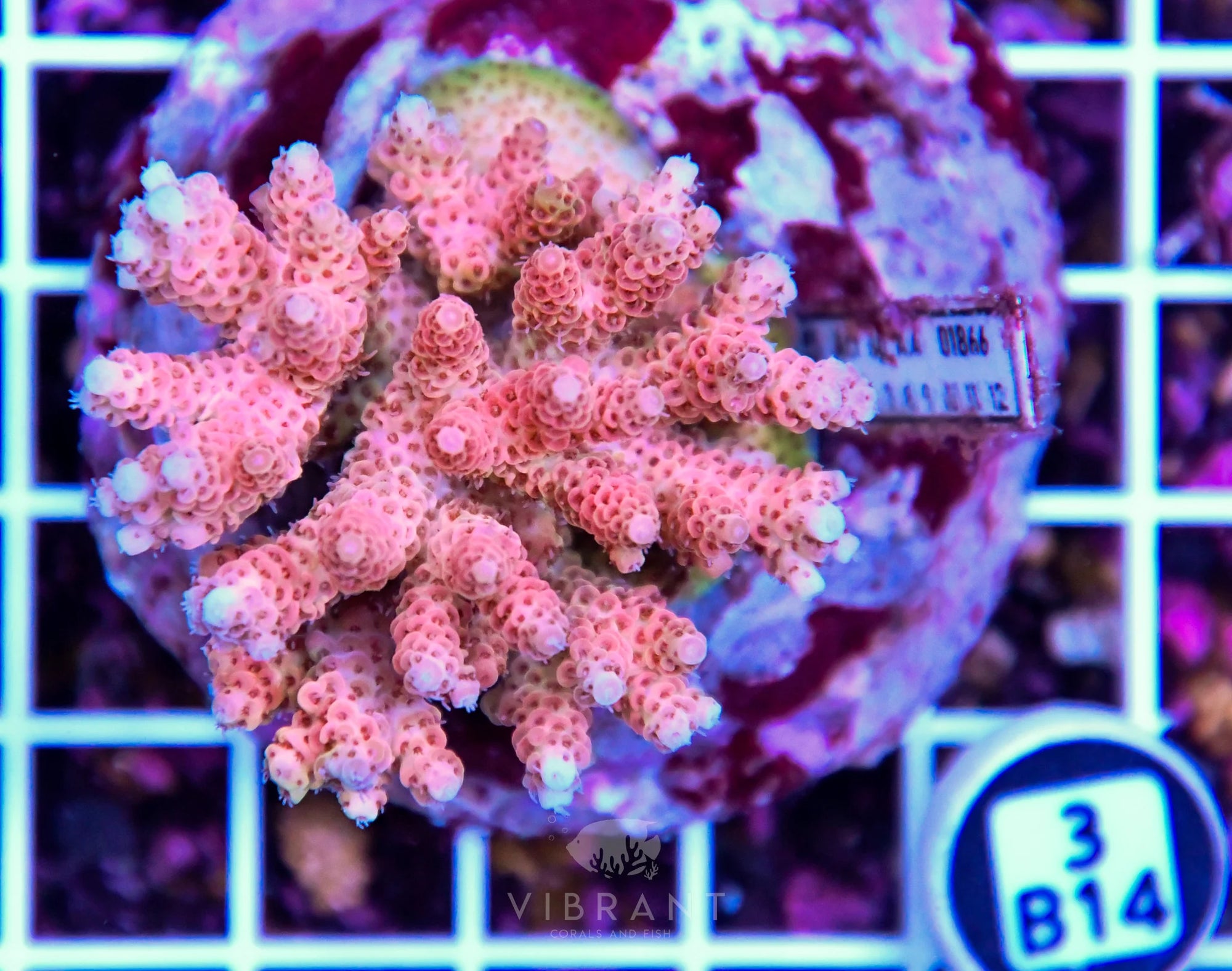 Acro INDO