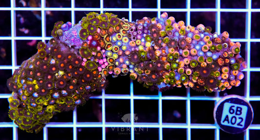 Zoa INDO W