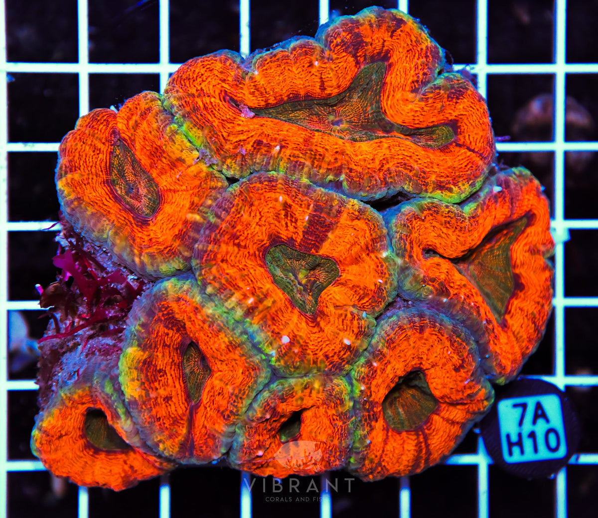 Lobophyllia AUS