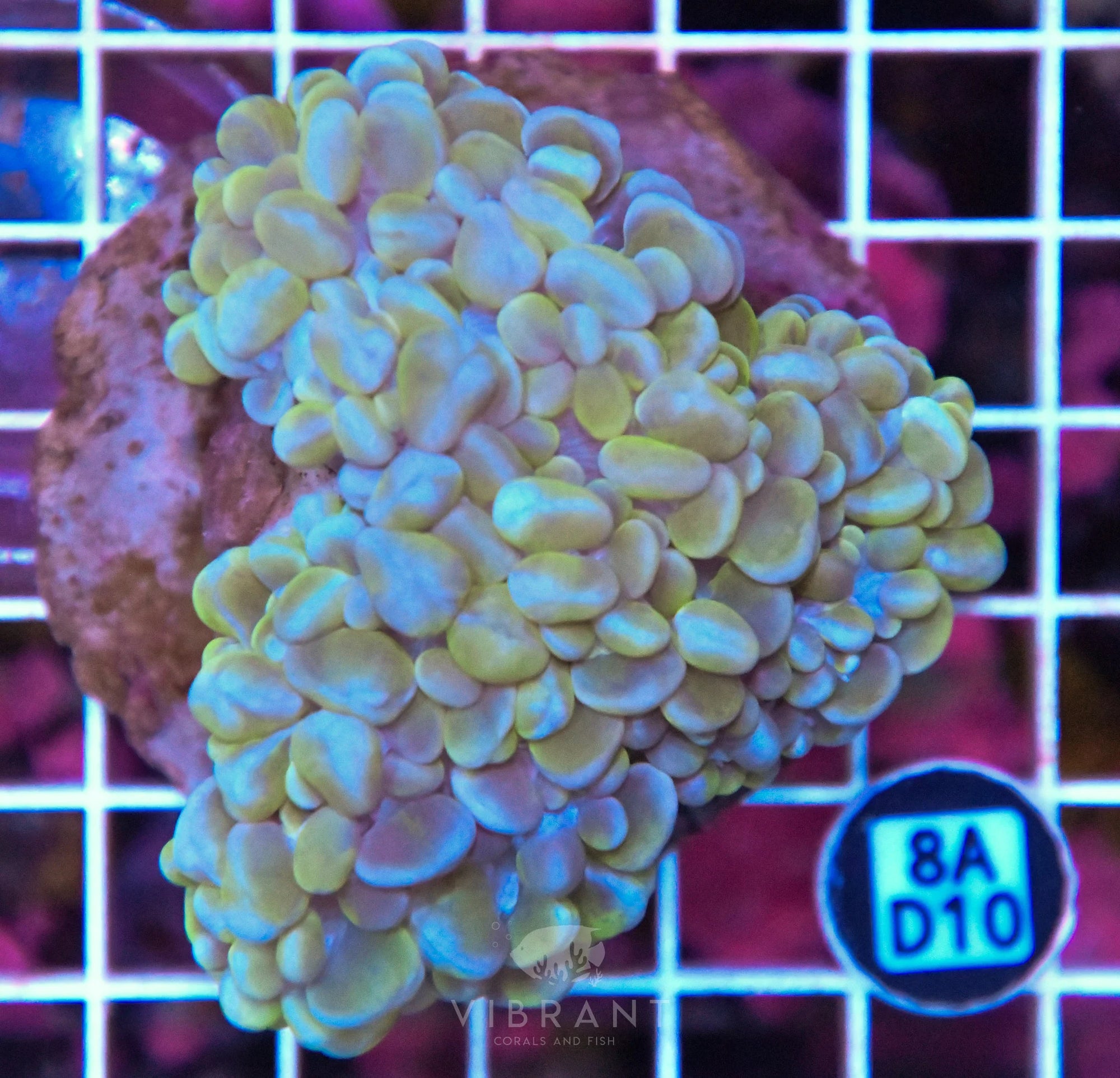 Bubble Coral INDO