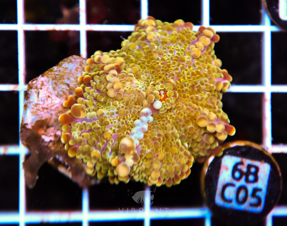 Mushroom INDO