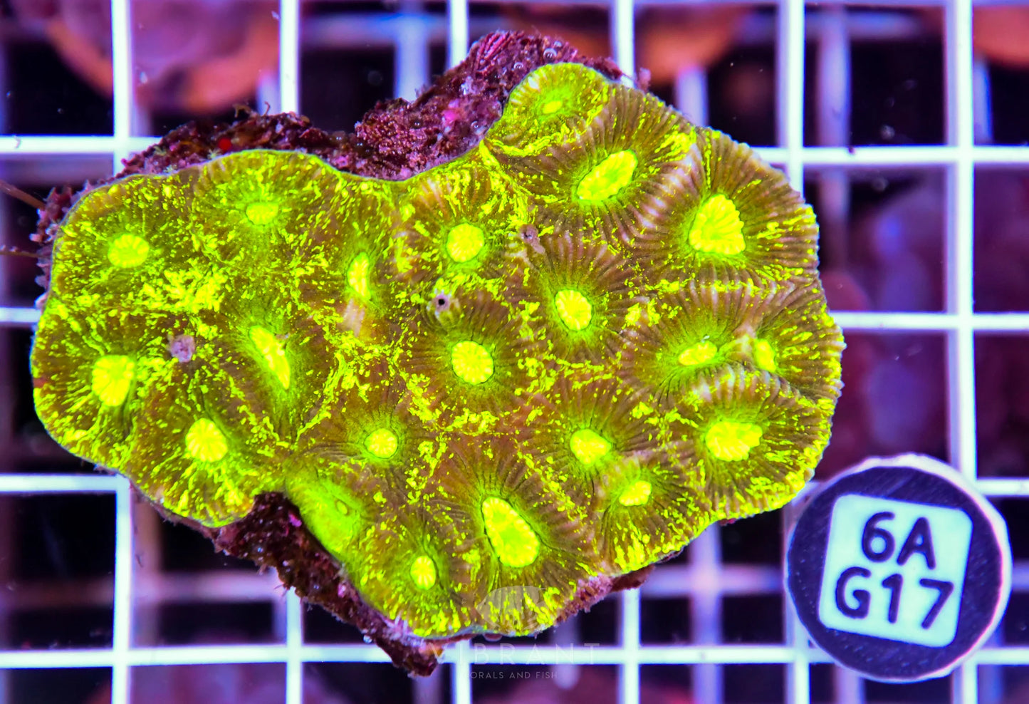 Goniastrea AUS