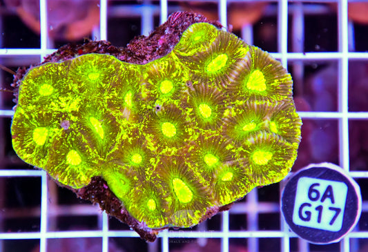 Goniastrea AUS
