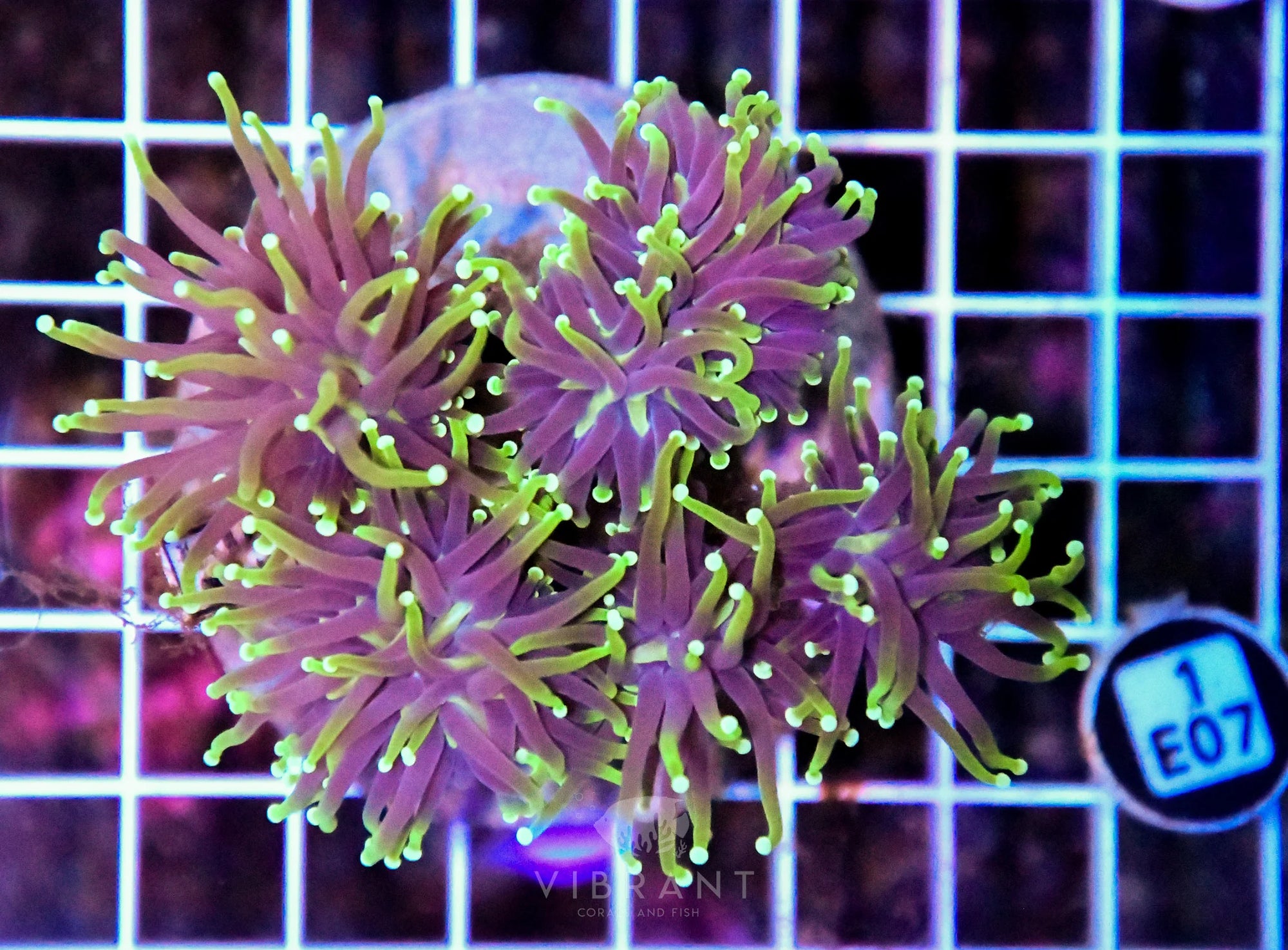 Torch INDO Colony