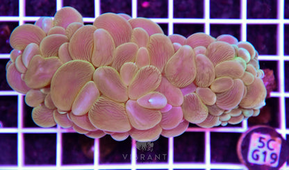 Bubble Coral AUS