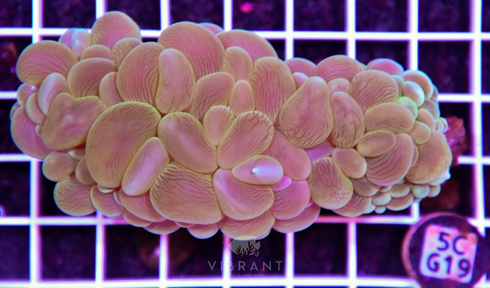 Bubble Coral AUS