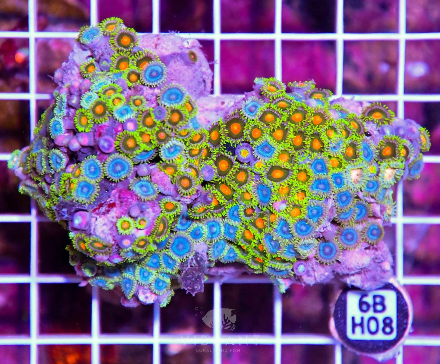 Zoa AUS