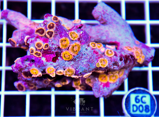 Zoa INDO W