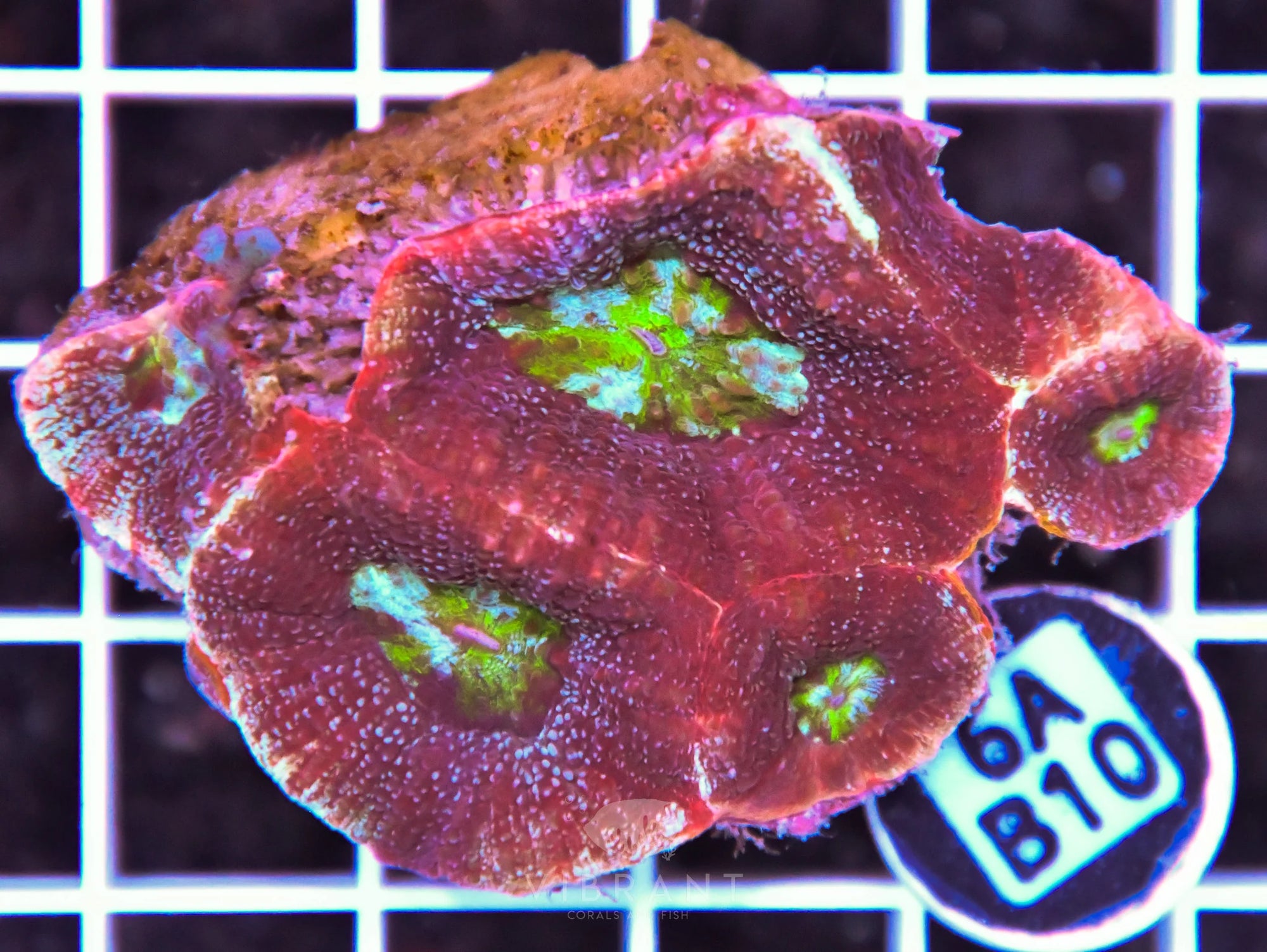 Acan Bower AUS