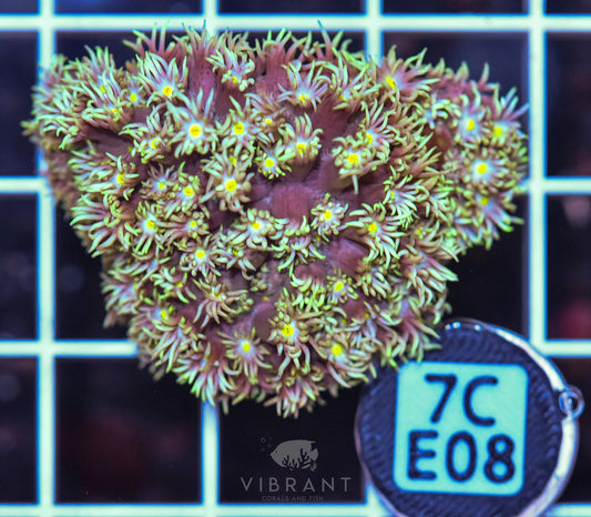 Frag Goniopora WAUS
