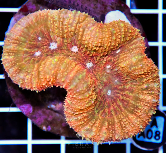 Symphyllia INDO
