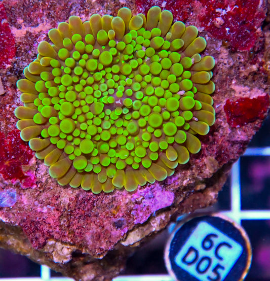 Mushroom INDO