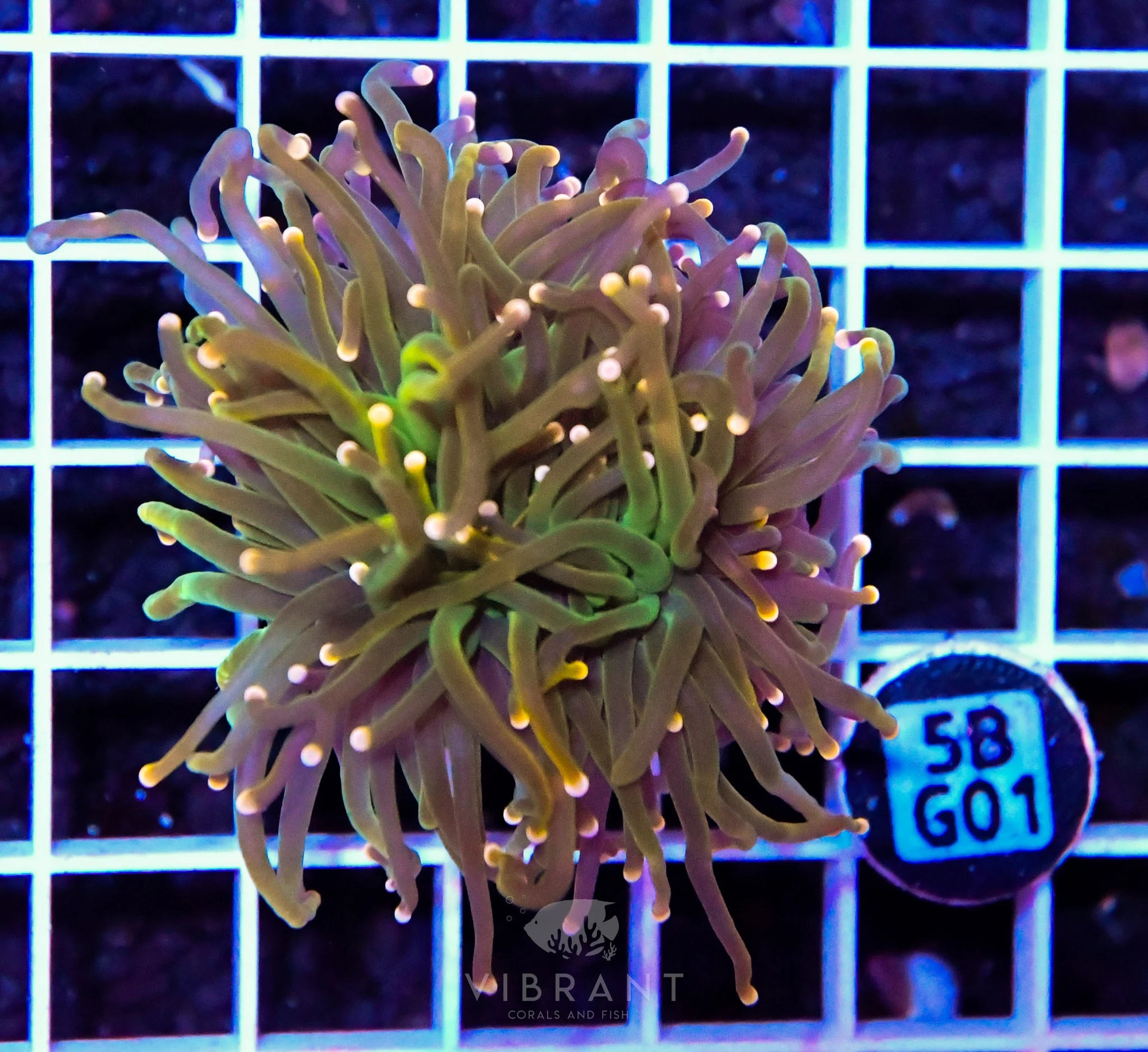Frag Torch INDO W FAT HEAD