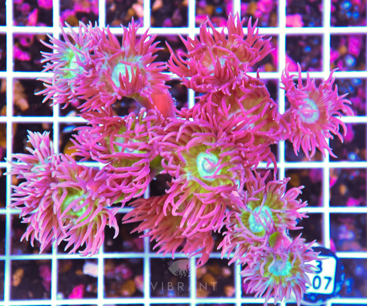 Duncan Colony AUS