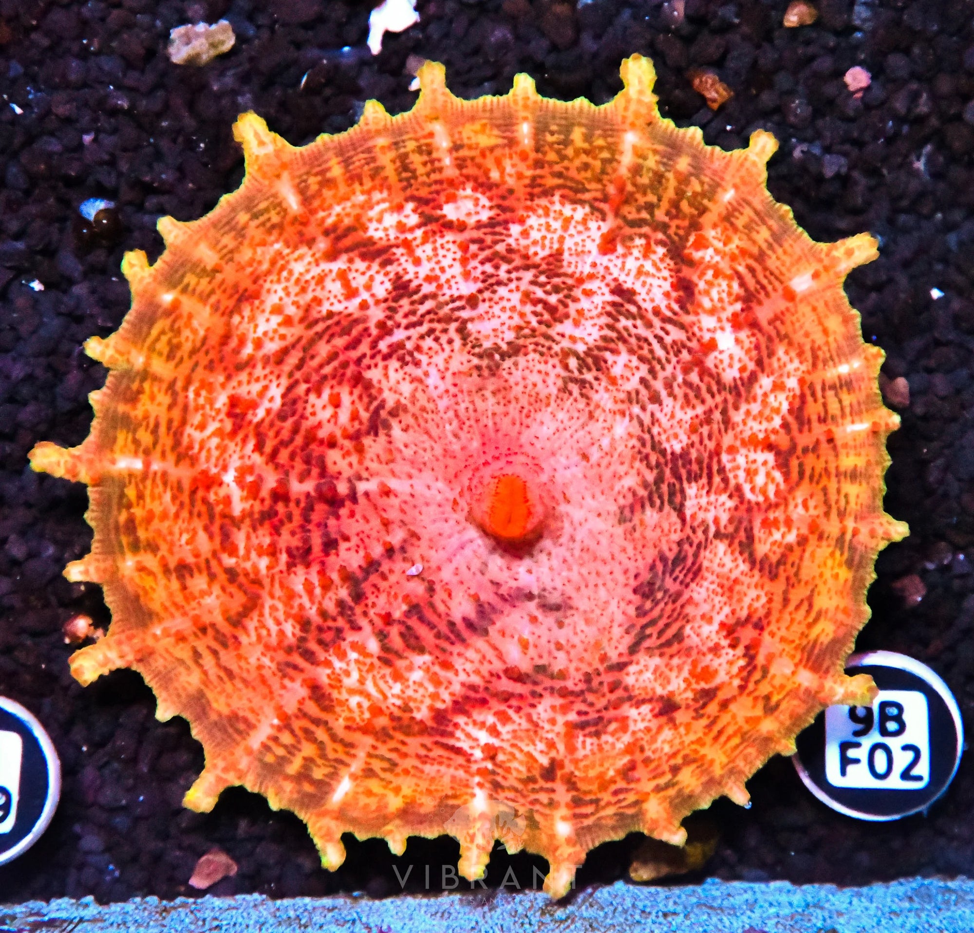 Neglectus Mushroom
