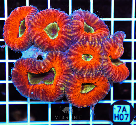 Lobophyllia AUS