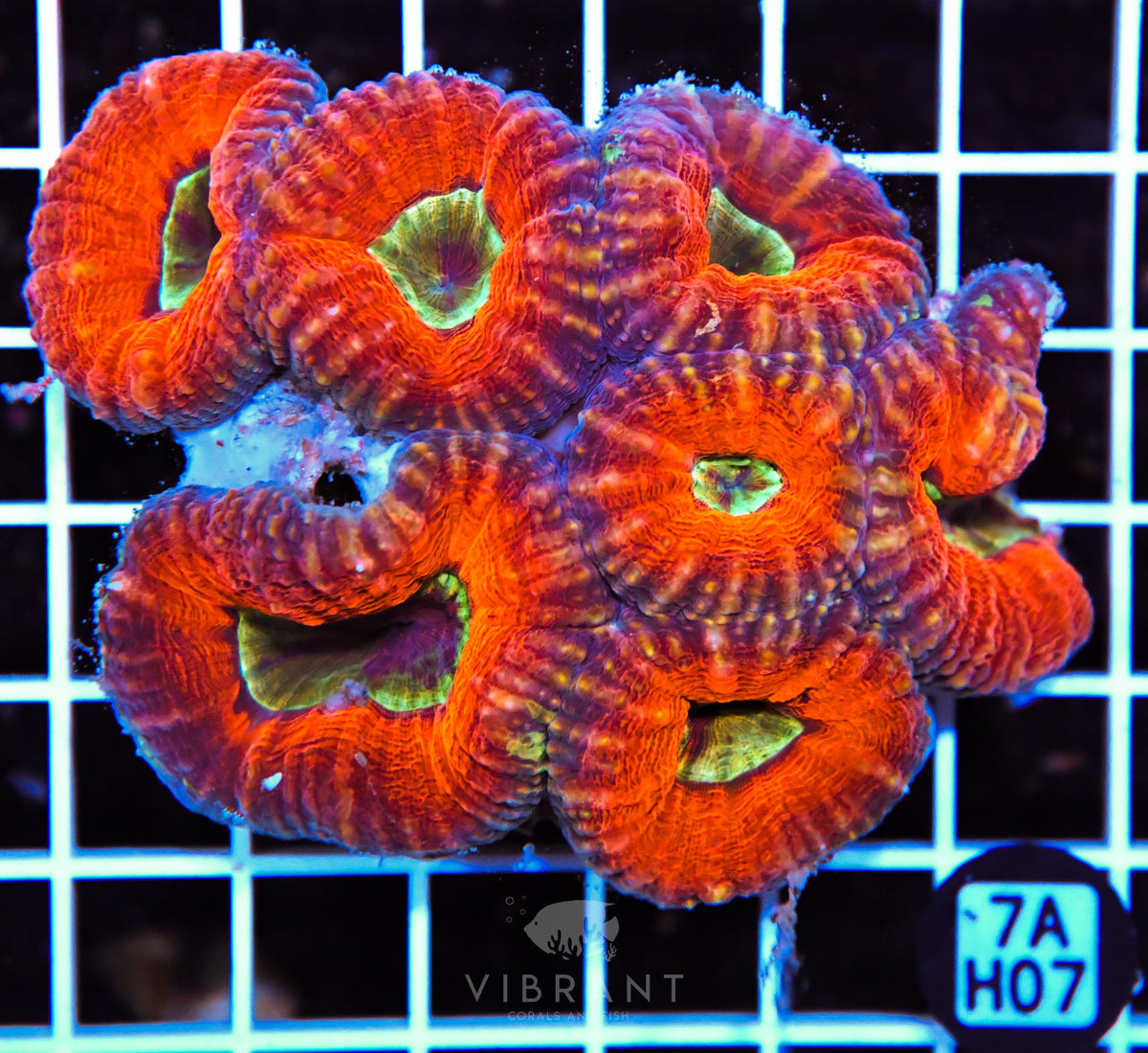 Lobophyllia AUS