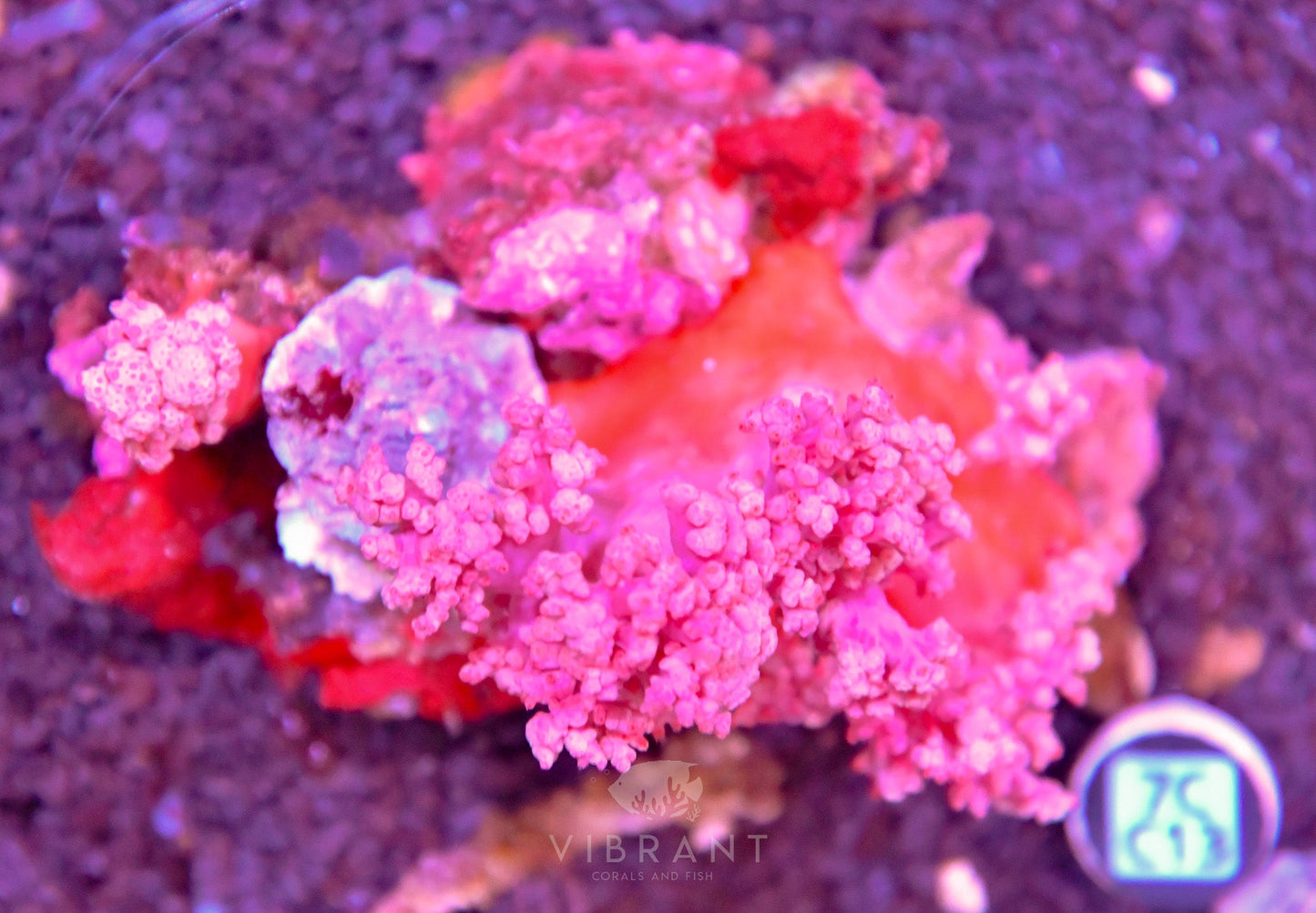 Carnation Coral INDO W