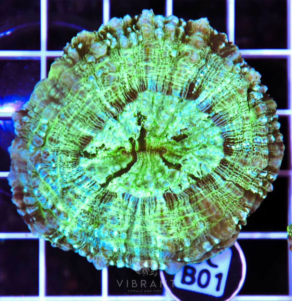 Acanthophyllia AUS